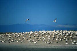 bird watching at farewell spit gannet colony