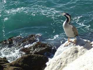 bird watchers paradise staying in 5 star accommodation nz