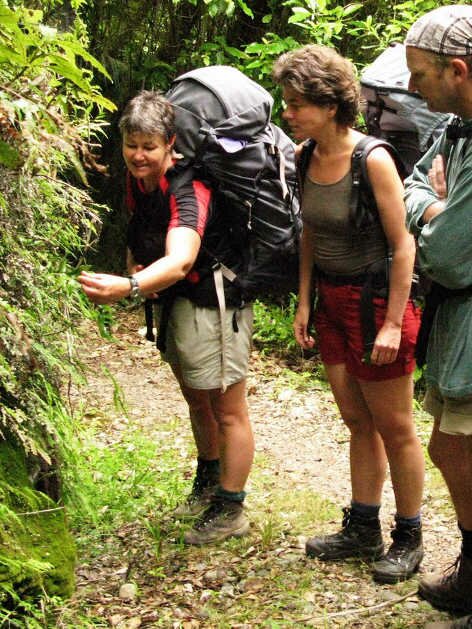 Kahurangi guided walks