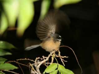 bird watching packages based at luxury b&b near Abel Tasman nelson nz