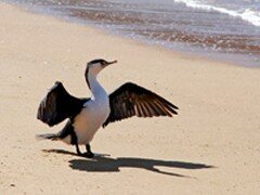 bird watching in golden bay