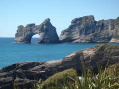 seals on Wharariki Beach in Golden Bay