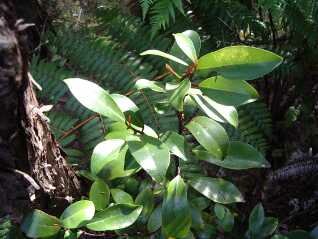 boutique b&b offers nature expereince with native bush and birds - nelson accommodation, abel tasman nz