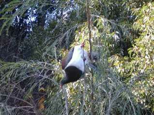 huge variety of native birds at nature lodge abel tasman nelson nz