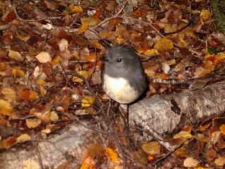 NZ robin in beech forest near nelson 