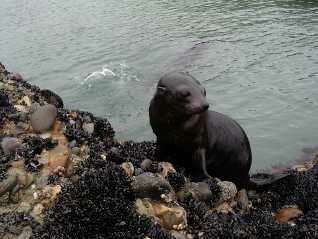 seals on Wharariki Beach in Golden Bay