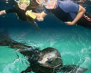 swim with seals in abel tasman