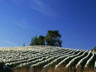 visit nelson wineries from the resurgence lodge