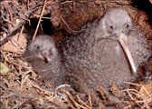 FOF Friends of flora return gtreat spotted kiwi roroa to the flora valley kahurangi