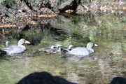 Friends of flora FOF helped the return of the bluw duck whio to the flora valley kahurangi natinal park